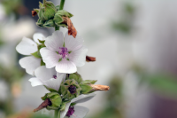 Plant of the Week: Althaea