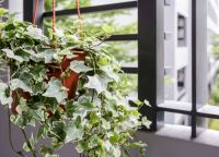 Plant of the Week: Ivy