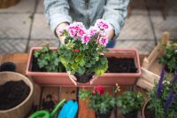 15 Garden Tips for May