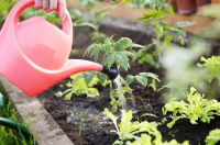 15 x gardening tips for May