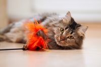 Choosing the best toys for your pets
