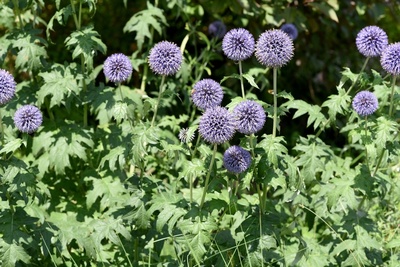 Drought-tolerants perennial plants