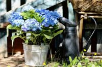 Garden plant of the moment: Hydrangea