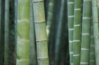 Grow Bamboo in the garden