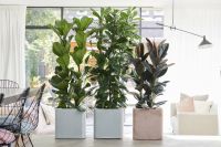 Houseplant of the month: Large-leaved Ficus
