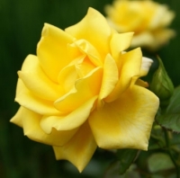 Plant of the week - Roses