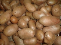 Chit new potatoes