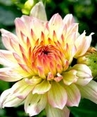 Plant of the Week: Dahlia