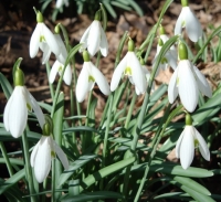 Divide clumps of snowdrops