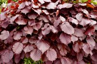 Planting a deciduous hedge