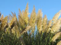 Planting grasses