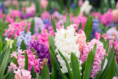 Top 10 scented spring plants