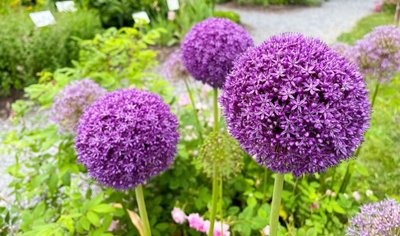 Top 5 Alliums to Grow