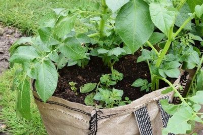 What to grow in the kitchen garden in containers