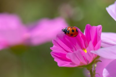 Wildlife that’s good for your garden