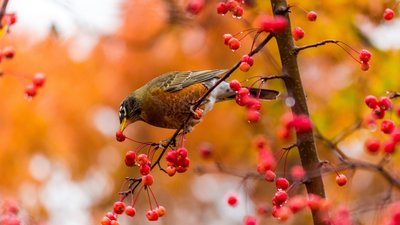 Autumn Care