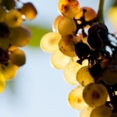 Growing grapevines
