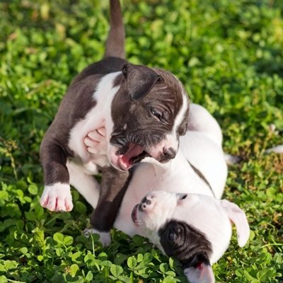 Dog-friendly gardening