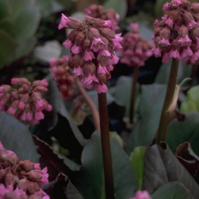 Winter perennials