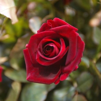 Roses for cutting