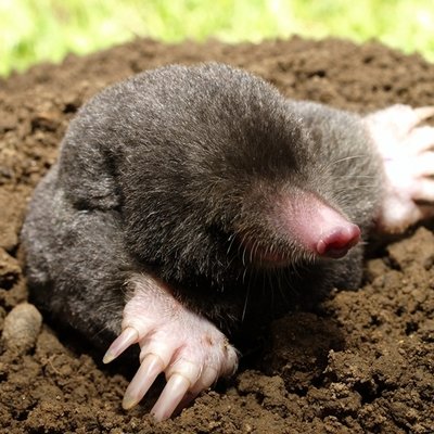 Managing moles