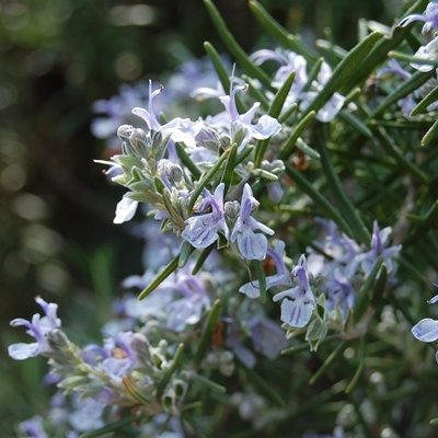 Grow your own bouquet garni