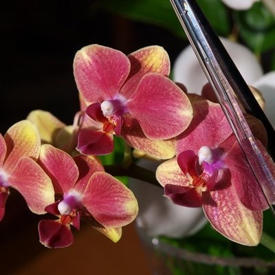 Year-round orchids