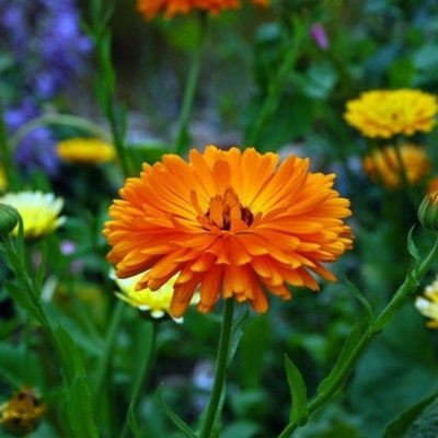 Annuals for wildlife