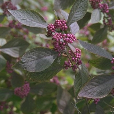 Berrying shrubs