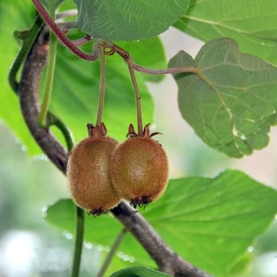 Edible climbers