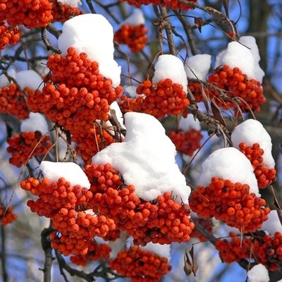 Best winter shrubs